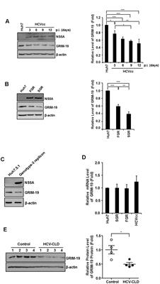 GRIM-19 Restricts HCV Replication by Attenuating Intracellular Lipid Accumulation